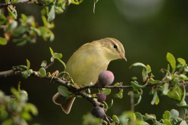 willow-warbler-perched-on-fruiting-blackthorn-bush