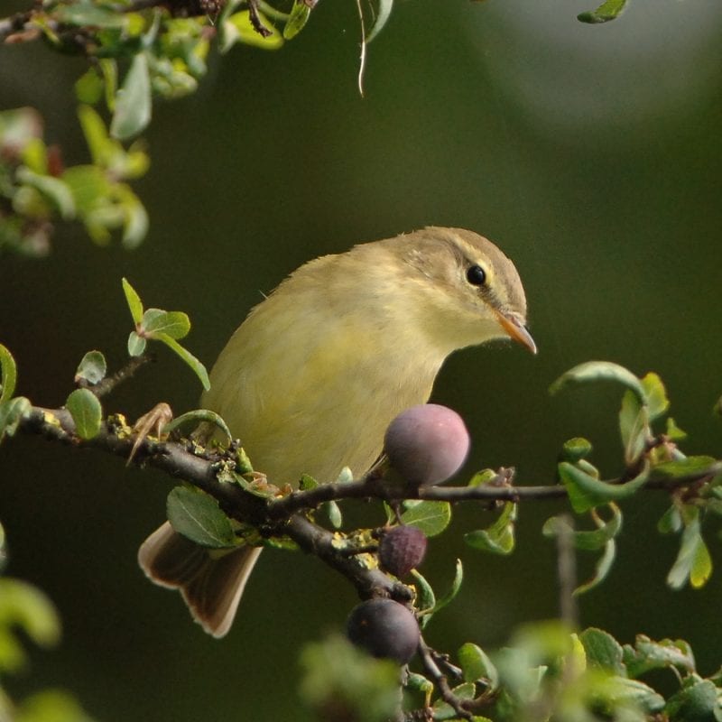 willow-warbler-perched-on-fruiting-blackthorn-bush