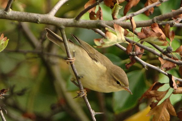 willow-warbler-perched-in-hawthorn-looking-towards-ground