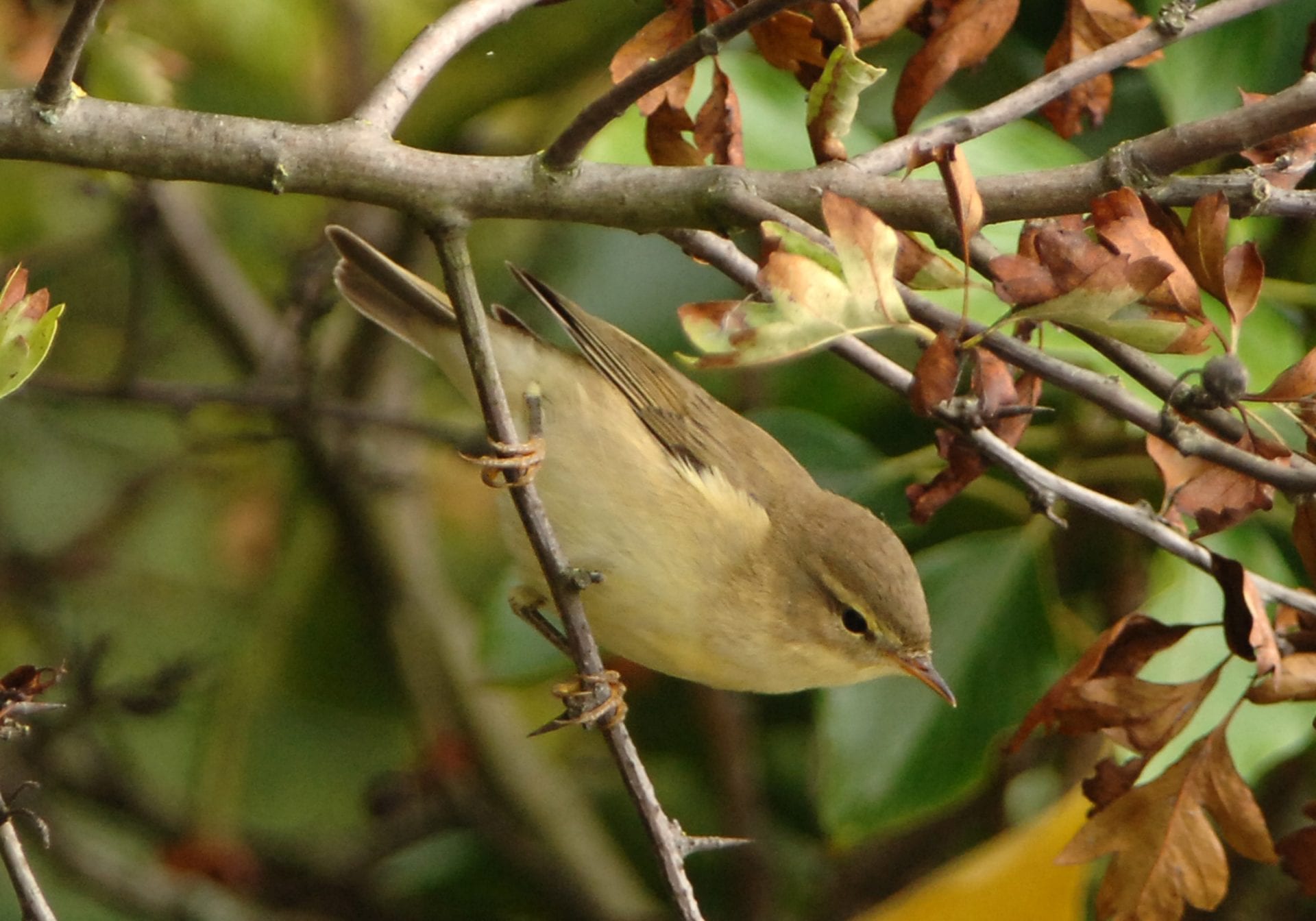 willow-warbler-perched-in-hawthorn-looking-towards-ground