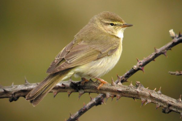 Willow-warbler-perched-on-brambles