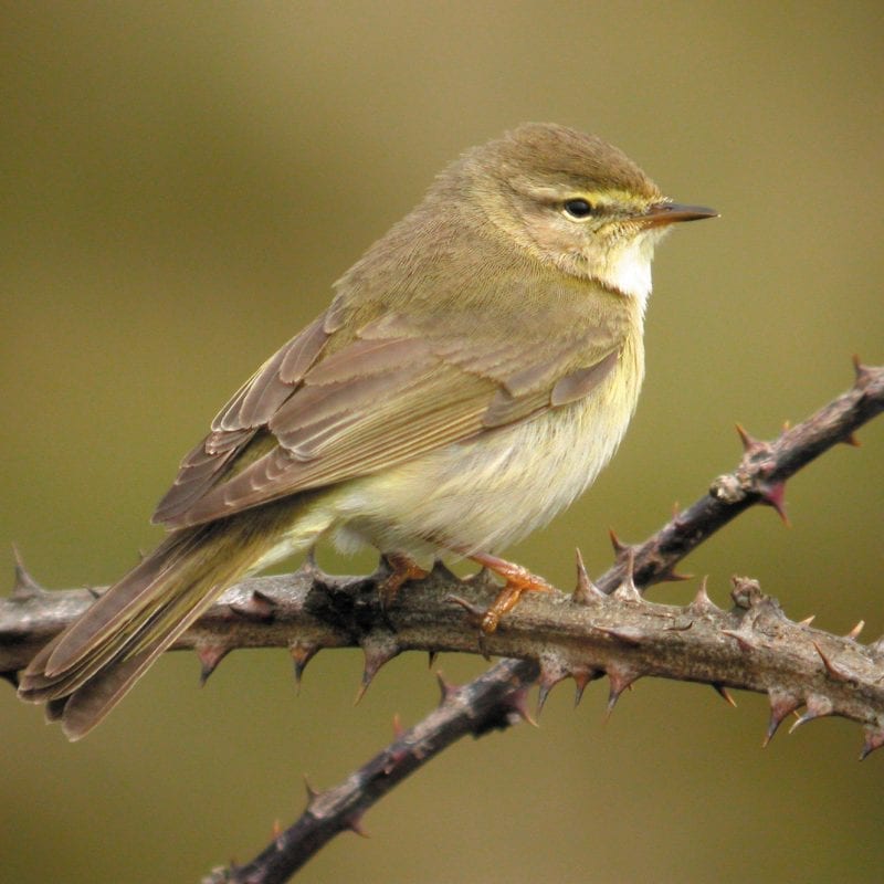 Willow-warbler-perched-on-brambles