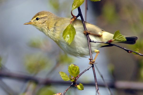 willow-warbler-hanging-from-willow-tree