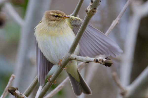 willow-warbler-perched-on-ash-tree