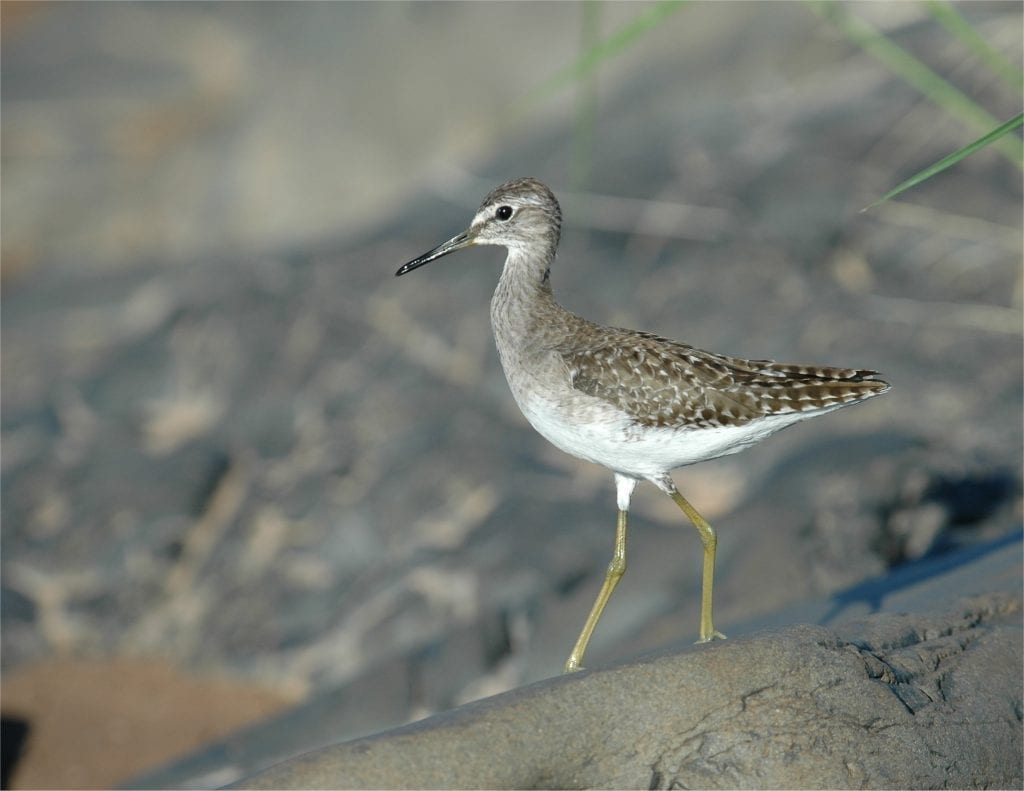 wood-sandpiper-walking-on-rock