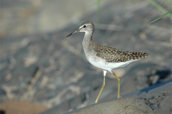 wood-sandpiper-walking-on-rock