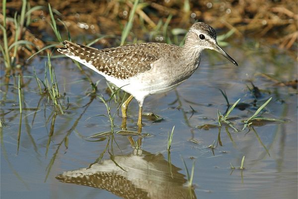 wood-sandpiper-wading-through-grassy-puddle