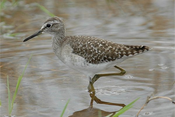 wood-sandpiper-wading-through-water