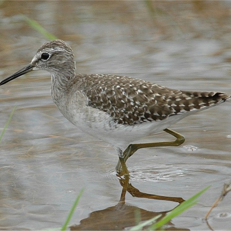 wood-sandpiper-wading-through-water
