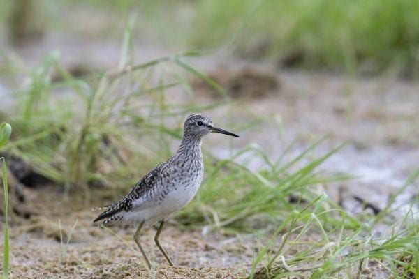 wood-sandpiper-in-sand-dunes