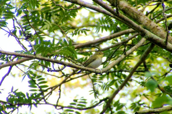 wood-warbler-perched-in-rowan-tree