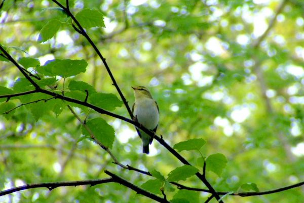 wood-warbler-perched-in-alder-tree