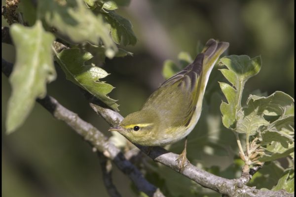 wood-warbler-stooping-to-look-for-insects