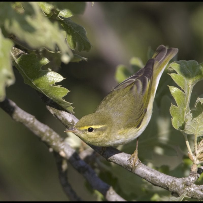 wood-warbler-stooping-to-look-for-insects