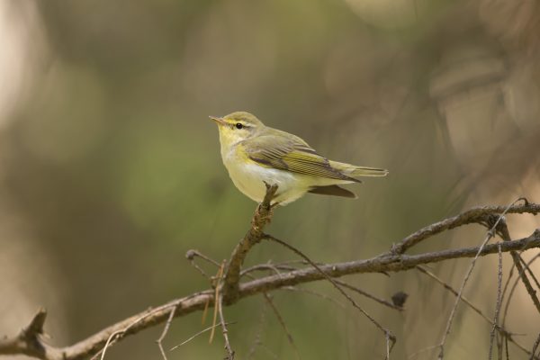 wood-warbler-perched-on-branch