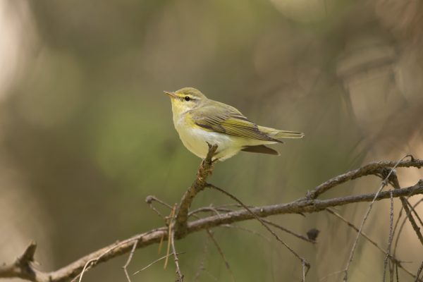 wood warblers