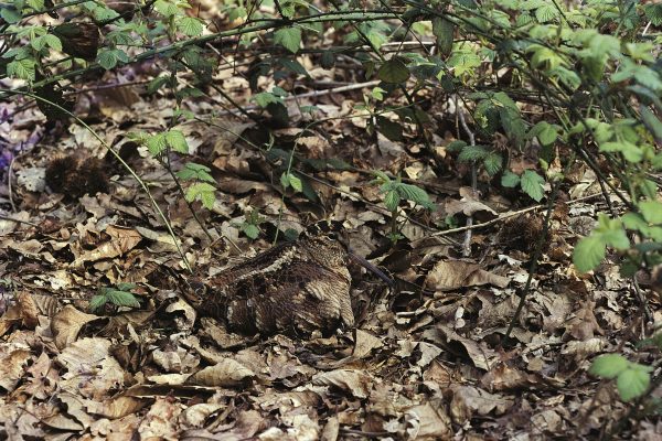 woodcock-camouflaged-amongst-leaf-litter