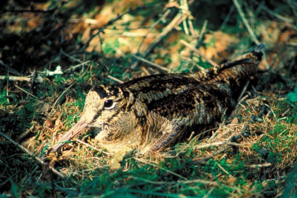 woodcock-sitting-on-nest