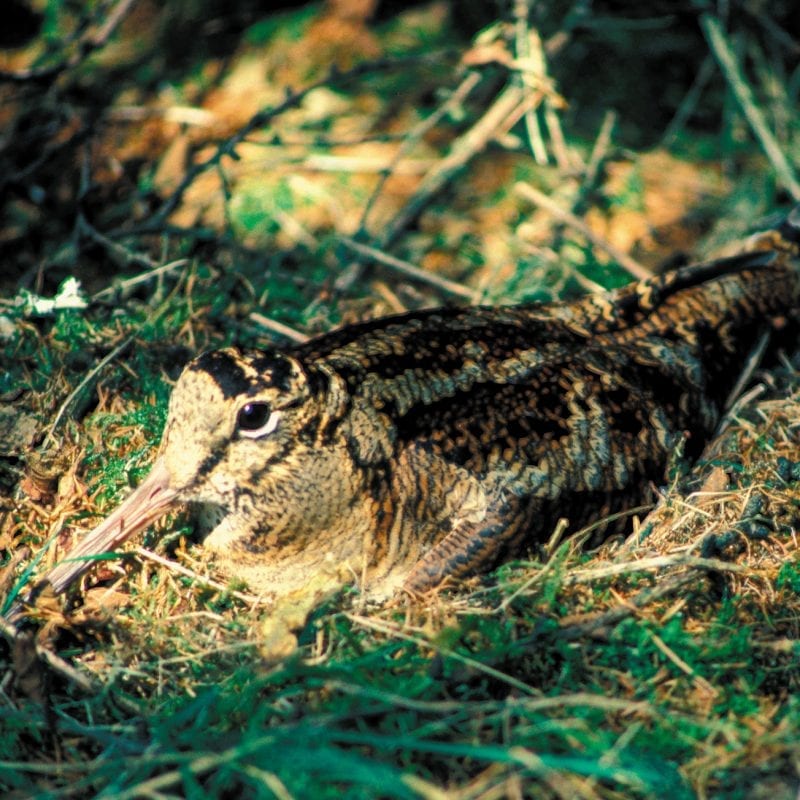 woodcock-sitting-on-nest