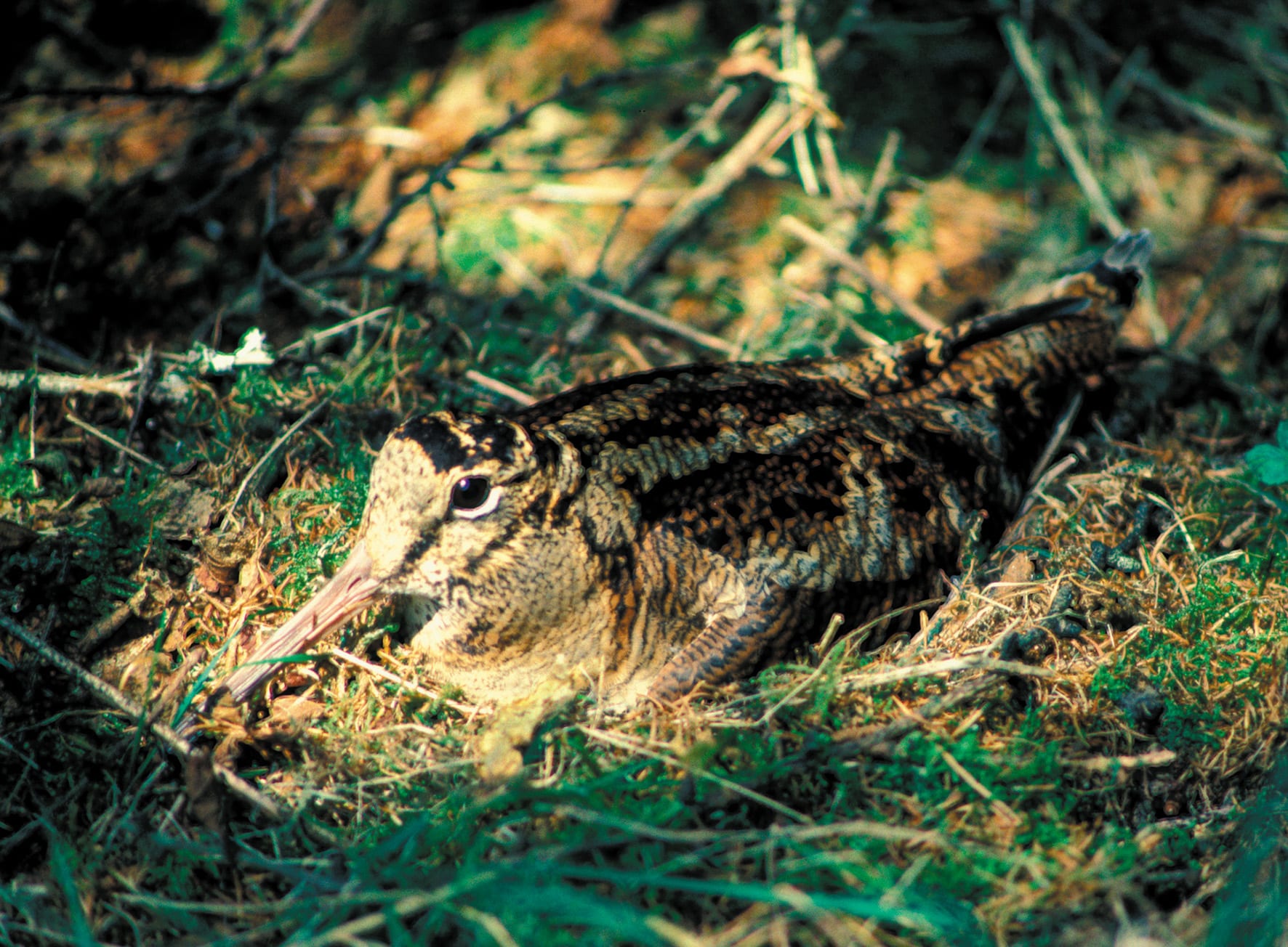 woodcock-sitting-on-nest