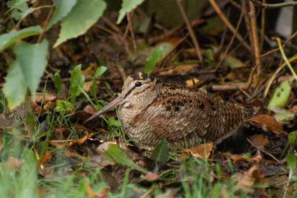woodcock-hiding-amongst-leaf-litter