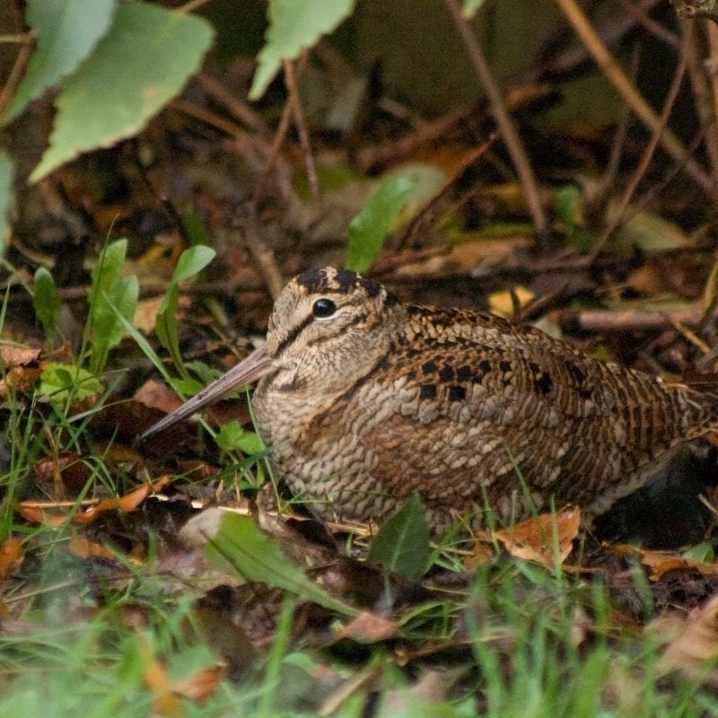 woodcock-hiding-amongst-leaf-litter