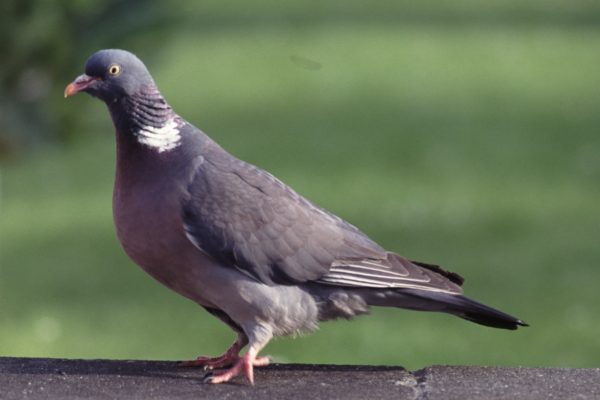 woodpigeon-standing-on-a-wall