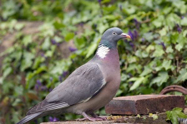 Wood Pigeon Bird Facts