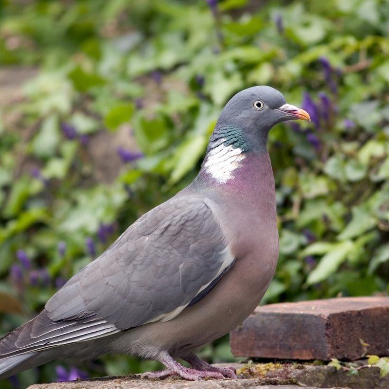 woodpigeon-close-up-standing-on-wall