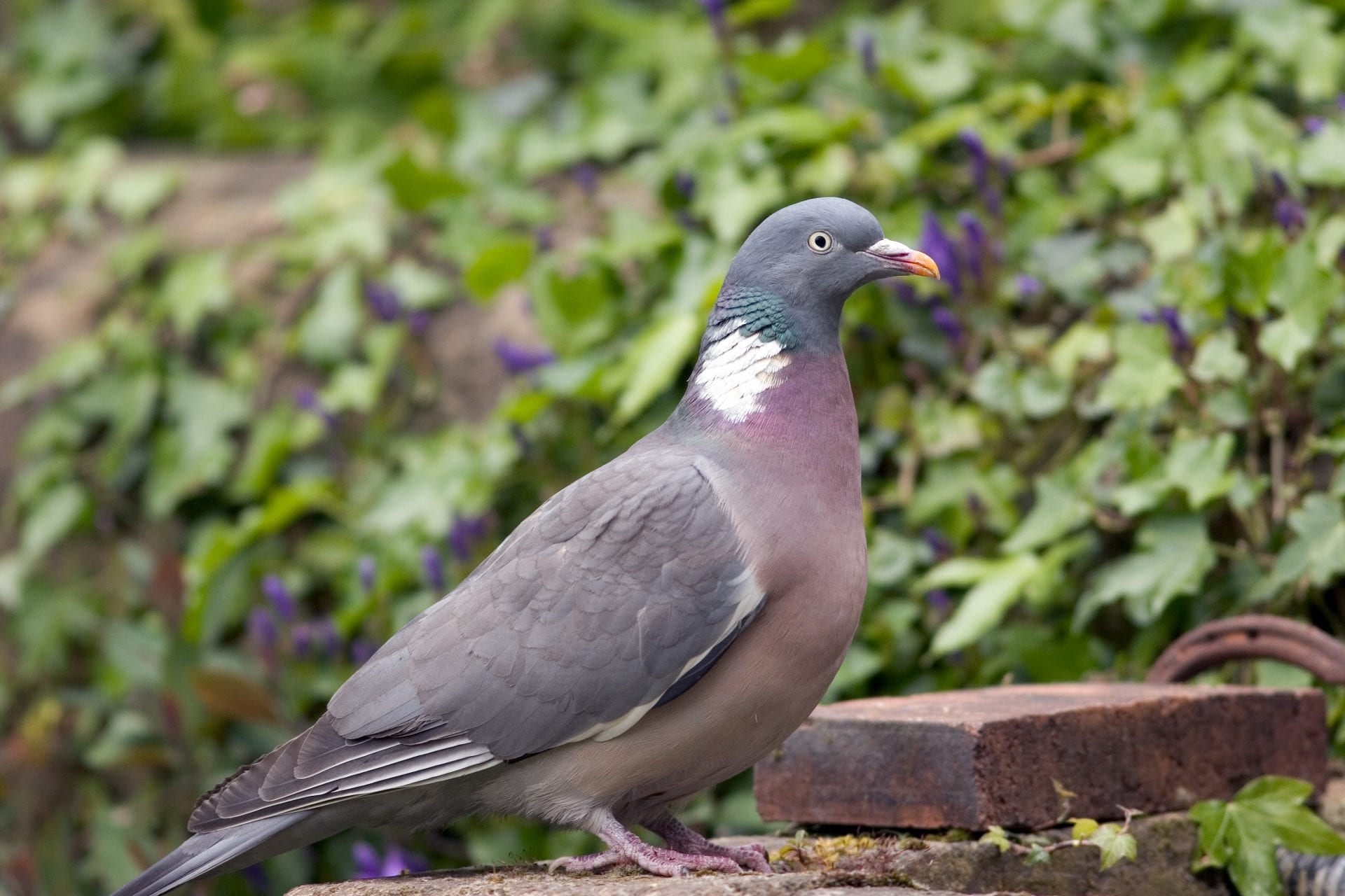 woodpigeon-close-up-standing-on-wall