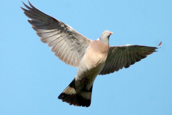 woodpigeon-in-flight-blue-sky-background