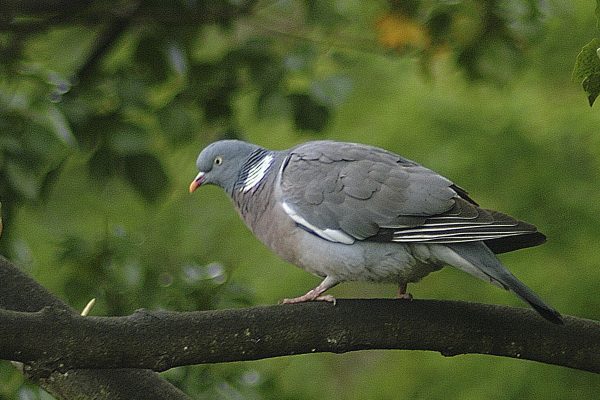 woodpigeon-standing-on-a-branch