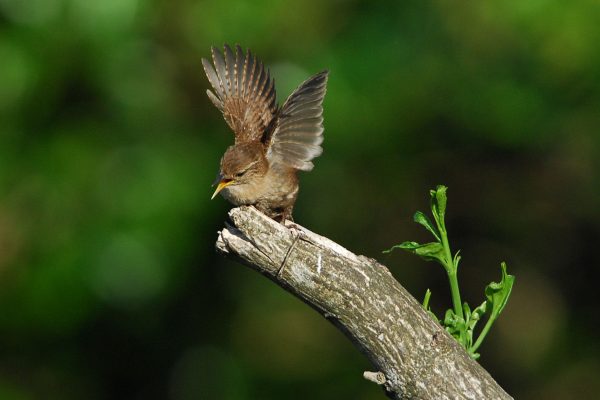 Wren-perched-on-branch-wings-spread-about-to-take-off