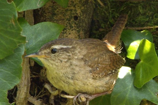 wren-hiding-amongst-the-ivy