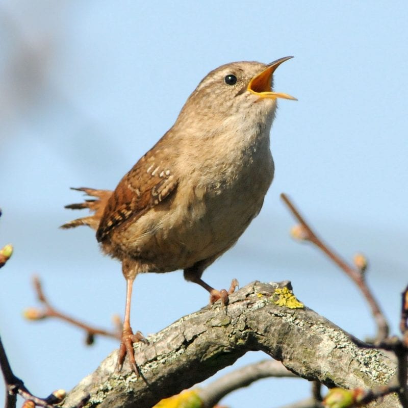 wren-singing