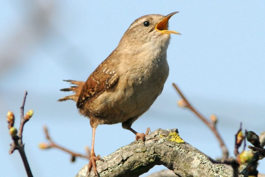 wren-singing