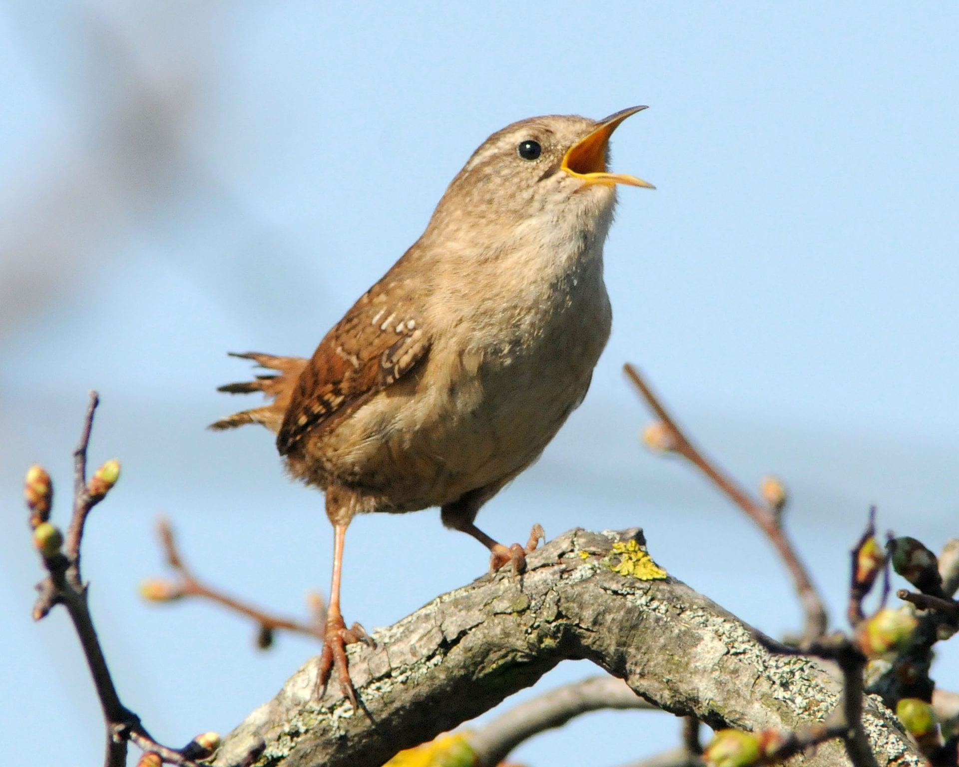 Tune In to Nature at a BirdWatch Ireland event this International Dawn ...