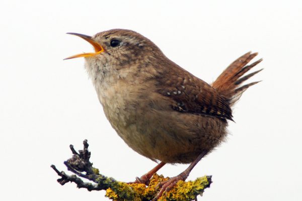 side-profile-of-wren-with-tail-up-singing