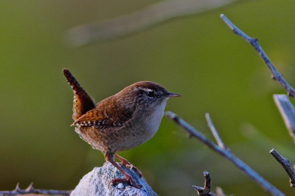 wren-perched-on-rock