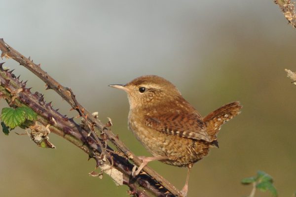 wren-perched-on-brambles