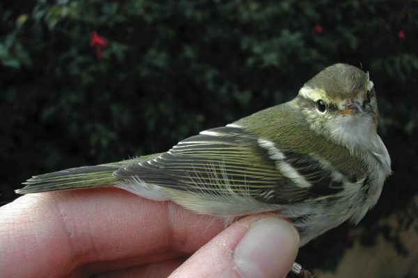 yellow-browed-warbler-being-held