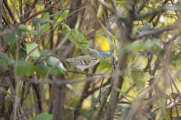 yellow-browed-warbler-perched-in-shrub