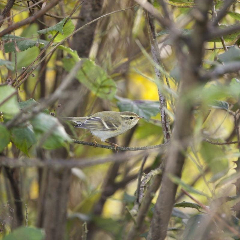 yellow-browed-warbler-perched-in-shrub