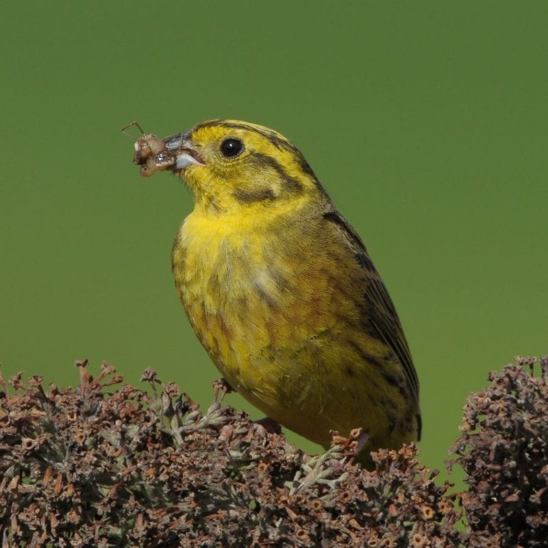 yellowhammer-with-insect-food-in-beak