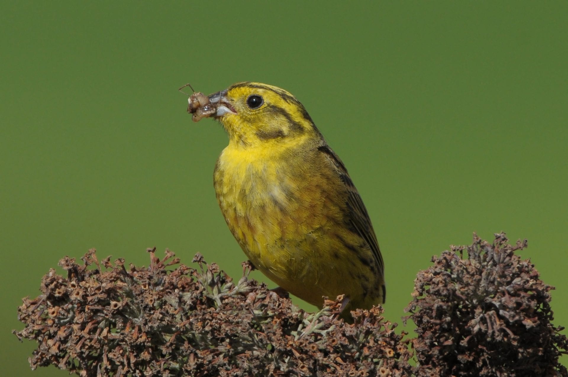yellowhammer-with-insect-food-in-beak