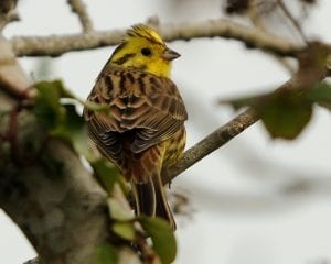 yellowhammer-perched-on-branch-surrounded-by-ivy