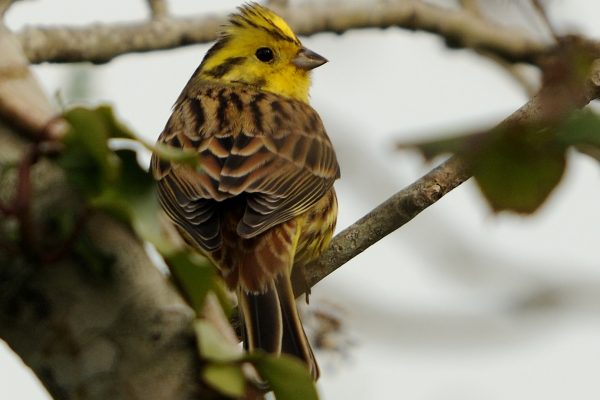 yellowhammer-perched-on-branch-surrounded-by-ivy