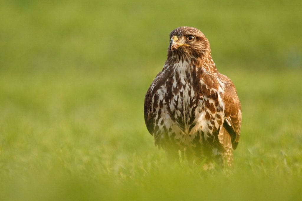 buzzard-sitting-in-field