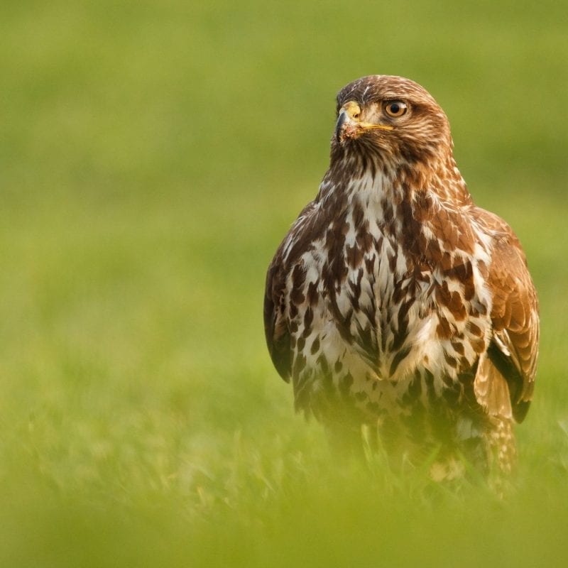 buzzard-sitting-in-field