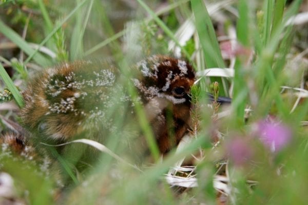 Snipe-chick-hiding-in-summer-meadow-grass